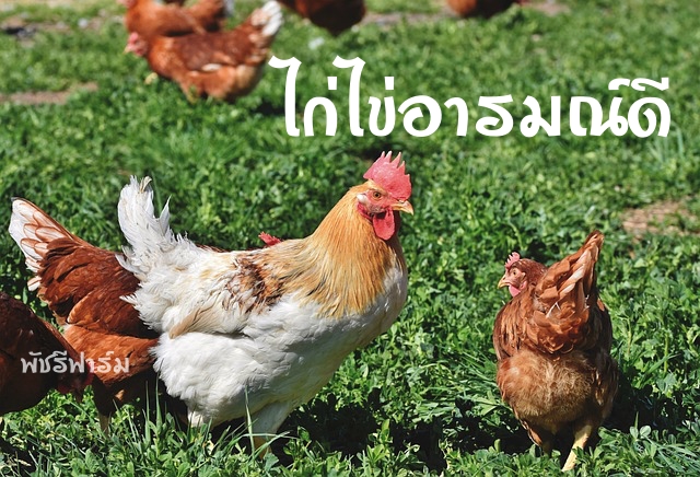 เลี้ยงไก่ไข่อารมณ์ดี ออกไข่นาน 3 ปี เขาทำกันอย่างไร?